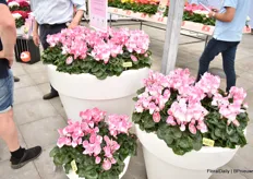In addition, at Schoneveld, how could it be otherwise, there are always developments in the cyclamen field. This one stands out: a new hue ("flamed oxygen white-pink") in the Fusion line.